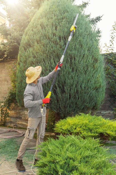 Best Lawn Pest Prevention  in James City, NC